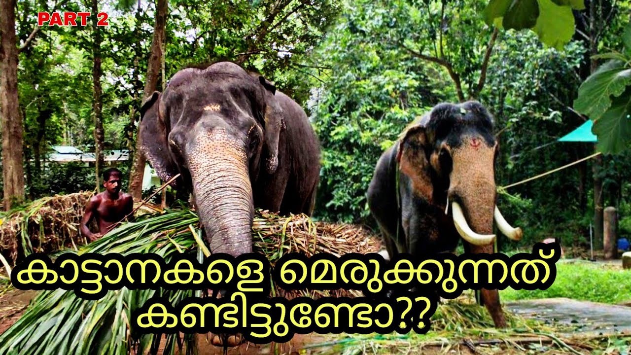 ആനകളുടെ ജീവിതം നേരിട്ട് കാണാൻ പറ്റിയ ഒരു സ്ഥലം, KODANAD ELEPHANT TRAINING CAMP ₹30.