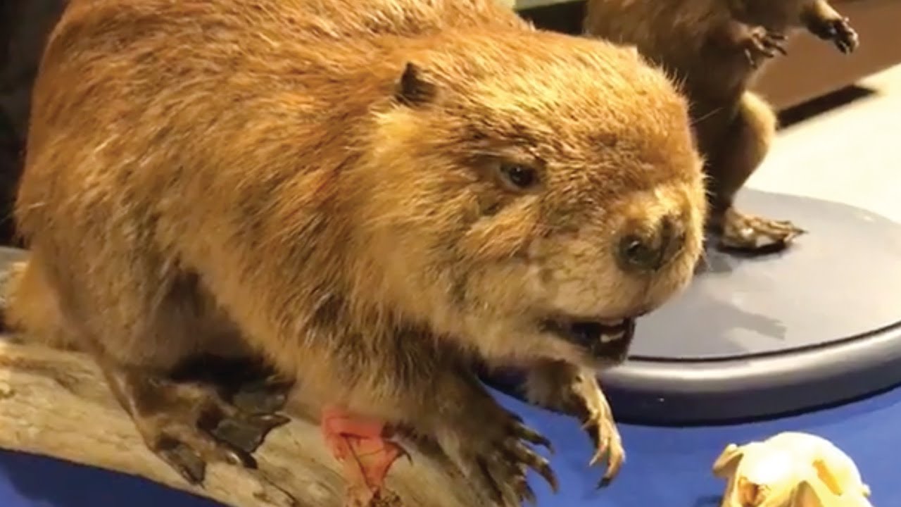 NYSM Fieldtrip: All About Beavers