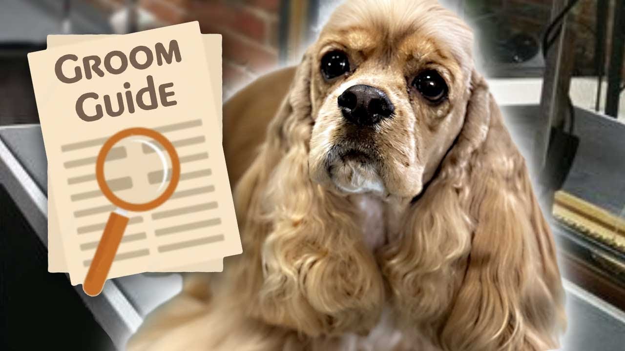 Grooming a Cocker Spaniel in show coat for the win!