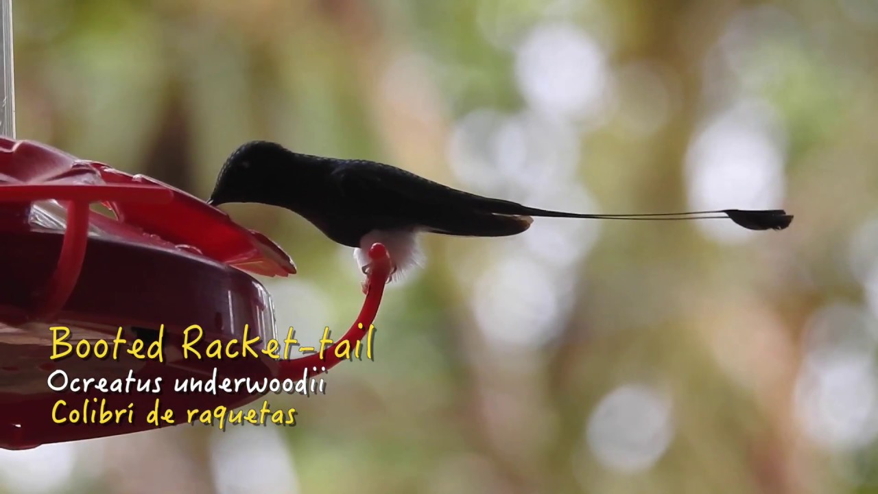 Booted Racket-tail (Ocreatus underwoodii)