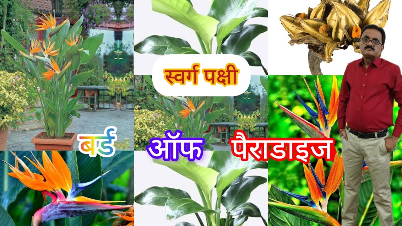 बर्ड ऑफ पैराडाइज फ्लावर प्लांट के केयर टिप्स। Care Tips For Bird Of Paradise Flowering Plants.