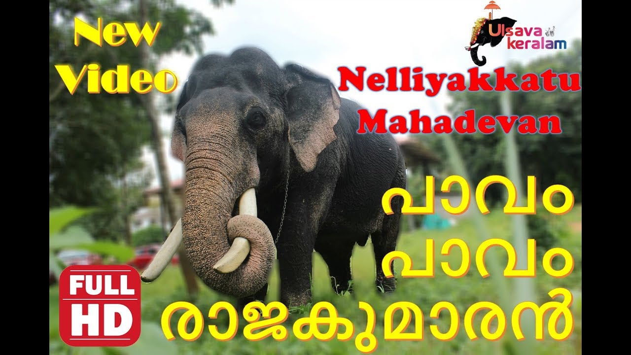 ഇവനൊരു പാവം പാവം രാജകുമാരൻ|Kerala elephant Nelliyakkattu Mahadevan-Sweet cute Prince|EPI18