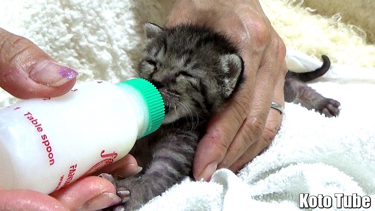 【保護猫】保健所から保護！赤ちゃん子猫に3時間おきのミルクと元気な鳴き声【生後2週間】