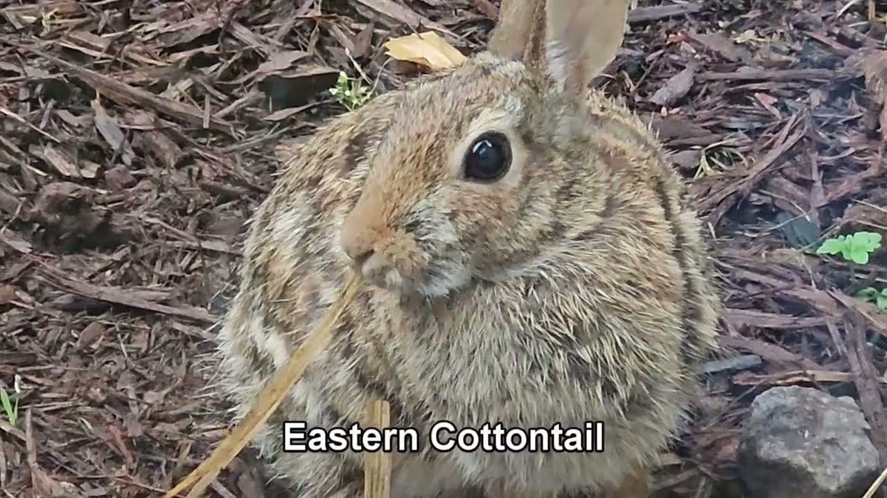 Yard work and little critters