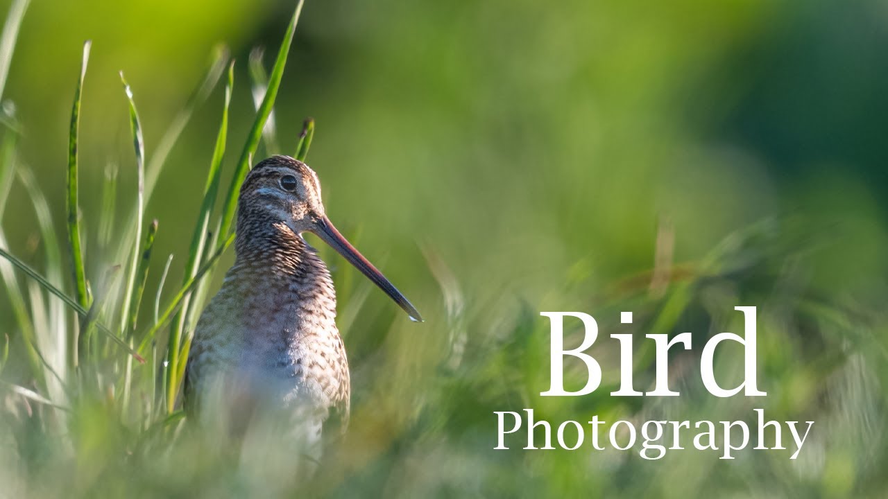 I DID NOT EXPECT THIS! || I´ve got a new toy! || Bird Photography