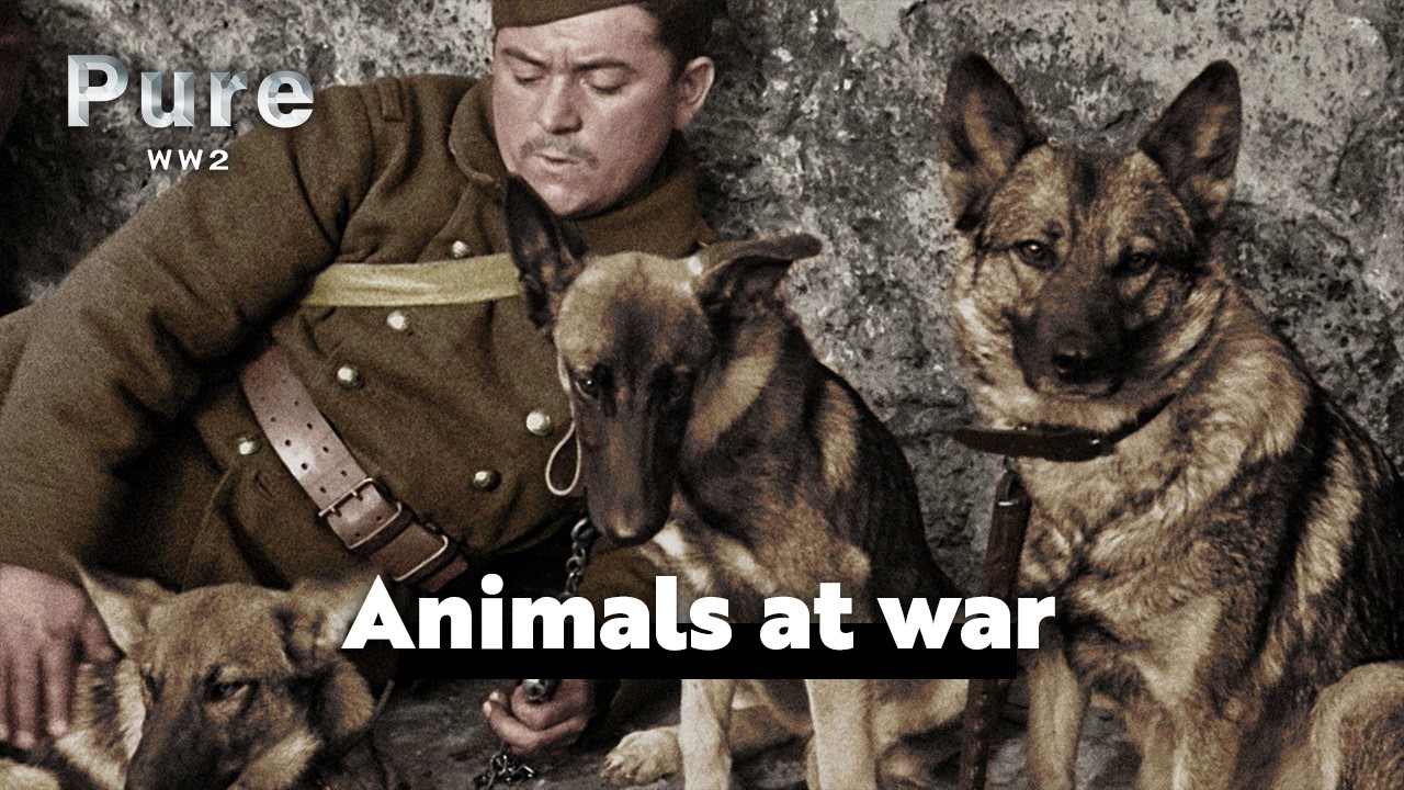Forgotten Heroes : Animals in World War II - episode 1 | PURE WW2