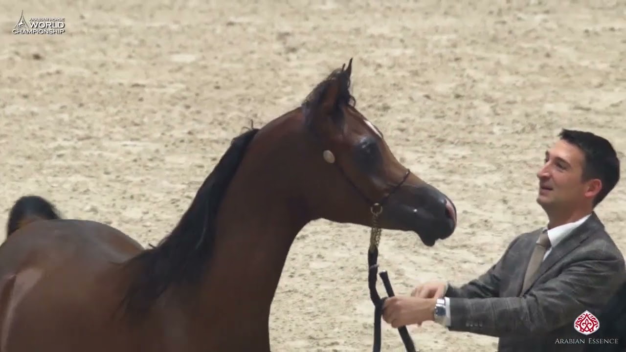 AHWC Paris 2019 - Yearling Colts (Class 4B)