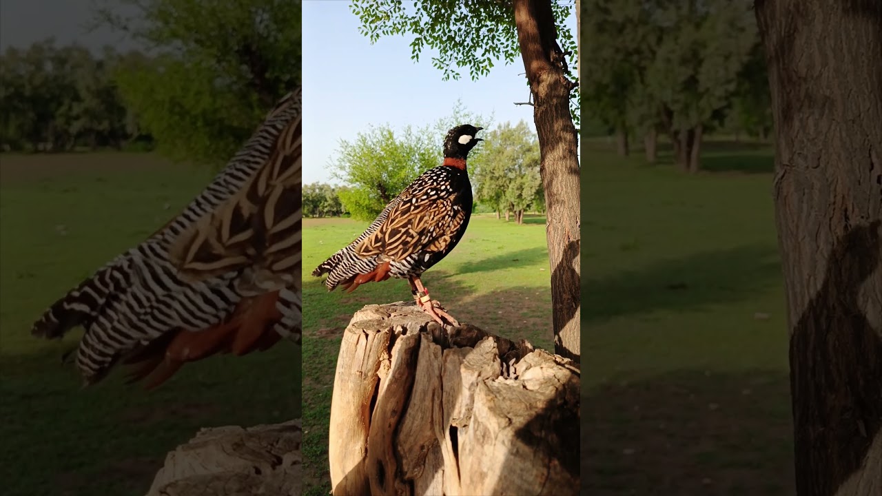 Black Partridge voice #teeter #birds #teetarbird