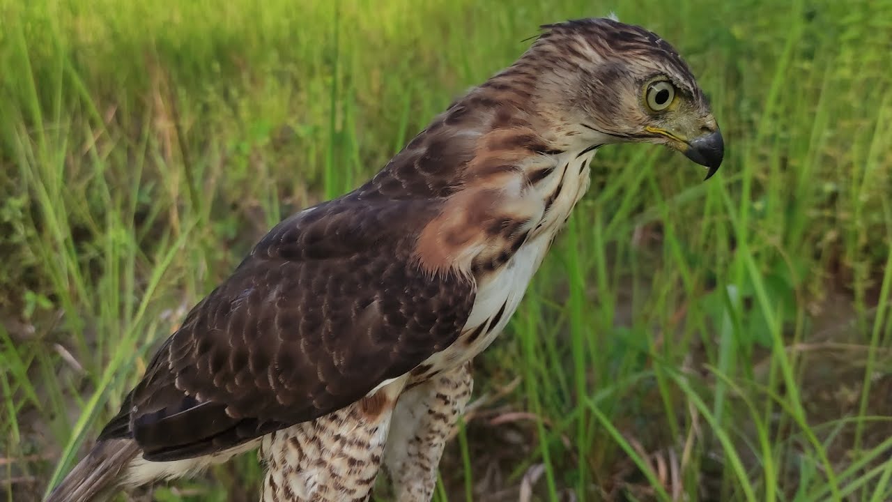 Creasted Goshawk part 2|| Banyak prey disini belum terjamah