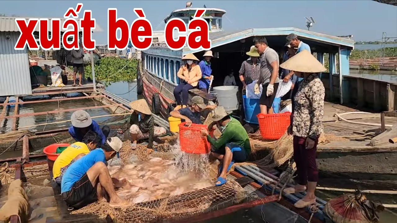 Người Miền Tây Xuất Bè Cá Ngày Cận Tết Với Niềm Vui Không Trọn Vẹn # SĂN BẮT ĐỒNG THÁP #