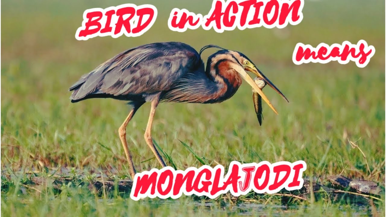 Birding at Manglajodi :  My favourite destination for action shots. (4K)