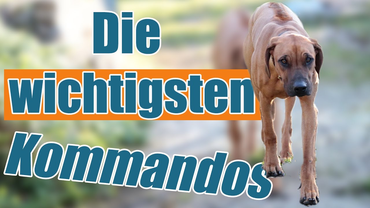 Sitz, Platz, Aus?? Welche Kommandos sind im Hundetraining wirklich wichtig?