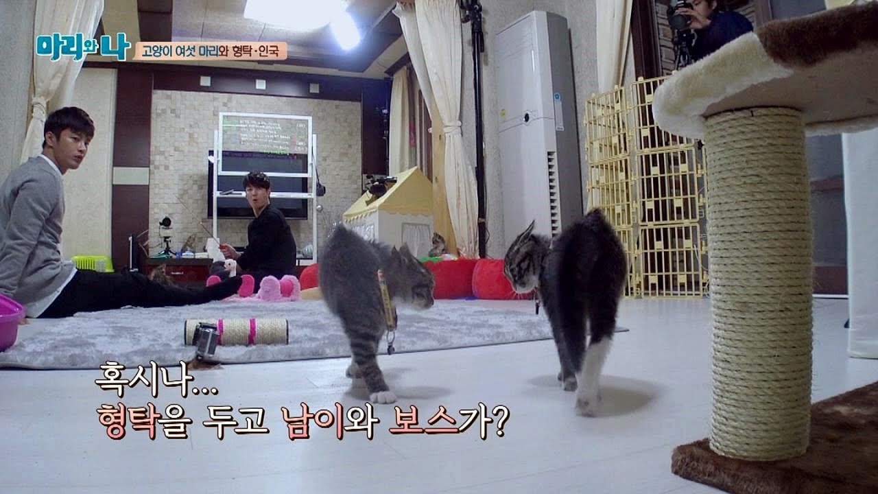 질투 폭발! 형탁을 둘러싼 남이 VS 보스 싸움?! 마리와 나 8회