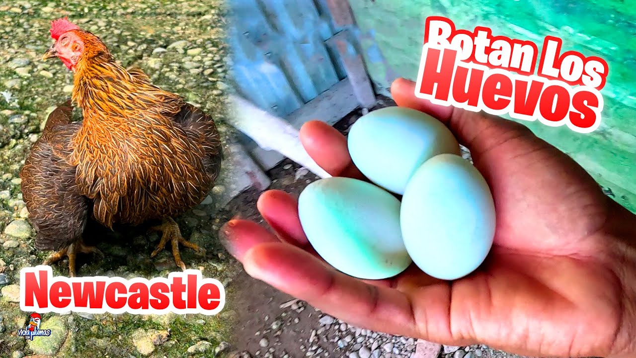 Ya no Tengo Gallinas? 😢 Gallina Ciega 🐔 Nuevo Gallo y Perdimos a los Pollitos | Malas Noticias