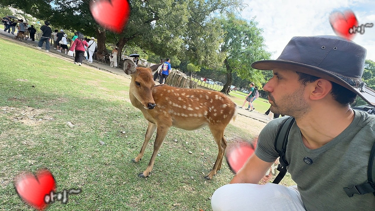Becsicskítottam a szarvasokat 🦌 — Nara, Japán