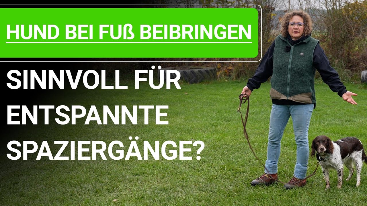 💥🐶 Hund bei Fu&szlig; beibringen: Sinnvoll f&uuml;r entspannte Spazierg&auml;nge? ➡️ Praxisvideo 🐶💥✔️