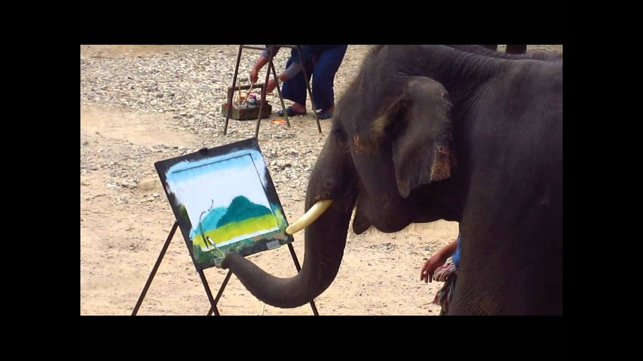Elephant FORCED to paint at  the Maesa Elephant Camp -Chiang Mai , Thailand