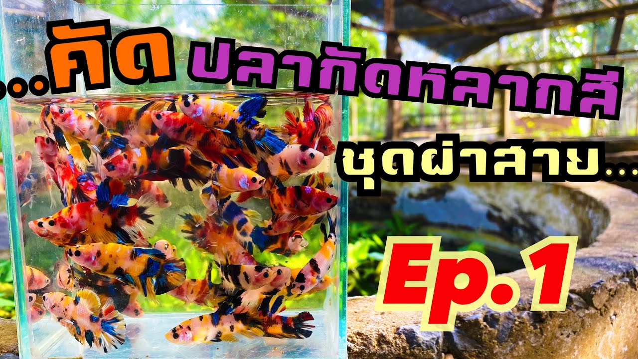 คัดปลาหลากสี มัลติสายผ่า Ep.1