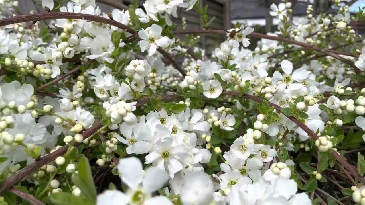 Exochorda X Macrantha  I  The Bride  I  Pearl Bush  I  A Happy Bee 🐝  I  S/E England - 13/04/2022