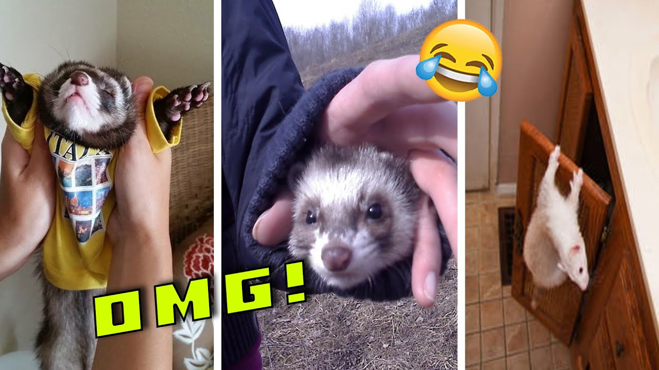 Crazy & Funny Ferrets TikTok Compilation