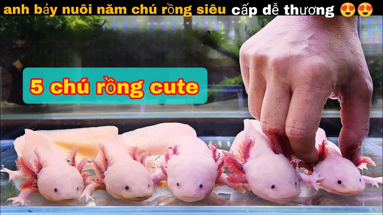 Nuôi Năm Chú Rồng Nhỏ Siêu cấp Quý Hiếm Và CÁi Kết Thú Vị || review giải trí đời sống