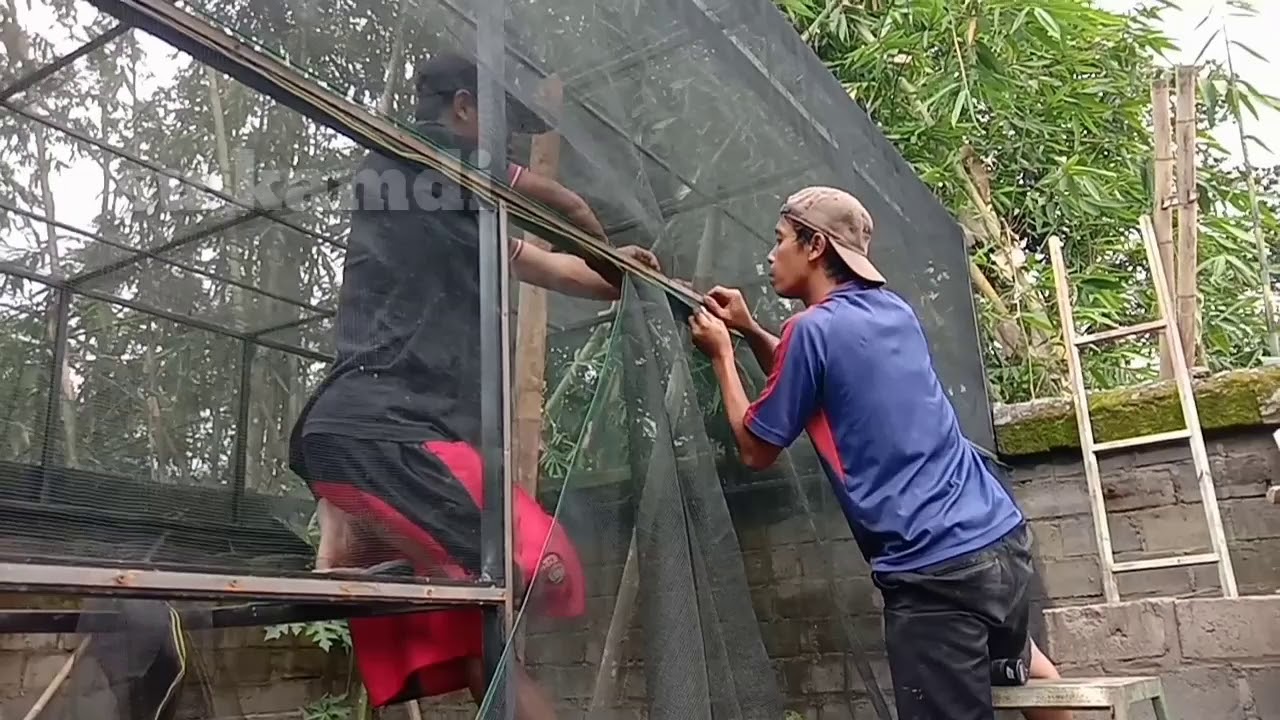 Kandang Aviary Part 8 ||#su_kamdi