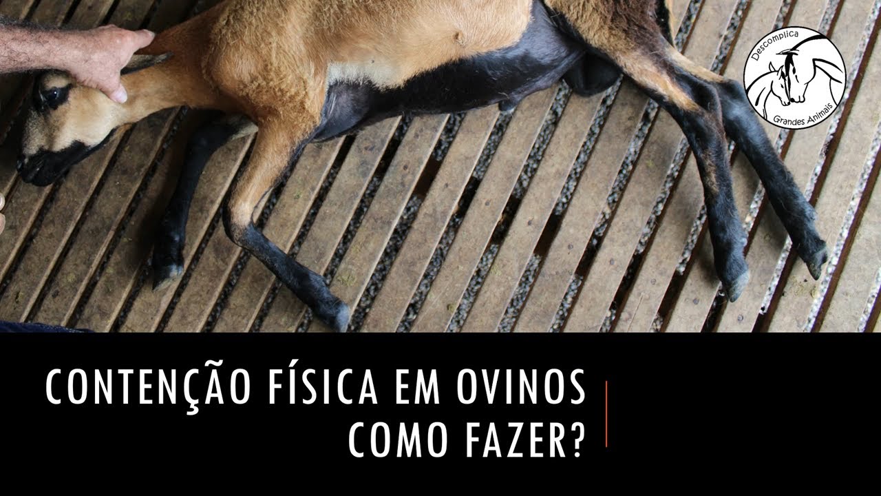 Contenção física em ovinos – como fazer