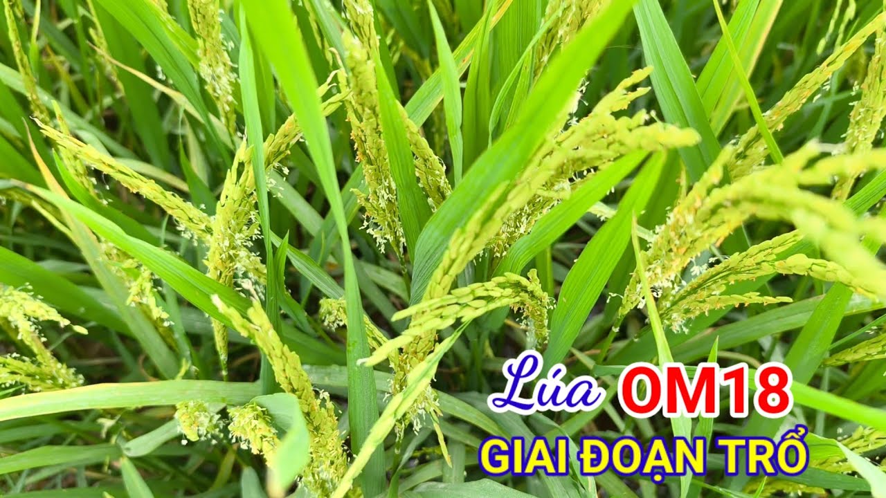 Lúa OM18 giai đoạn trổ vụ Đông Xuân trổ rất đều và rất đẹp 