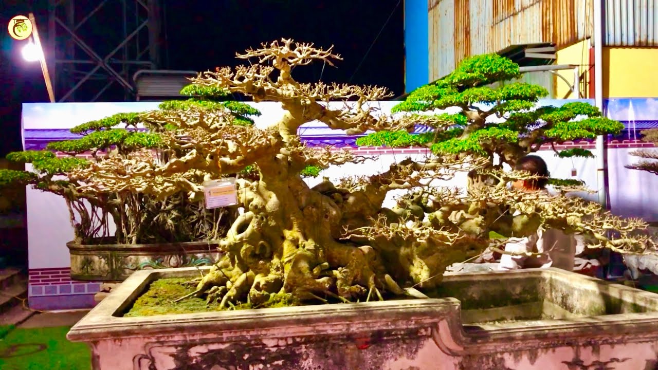 Beautiful bonsai Vietnam | Night Bonsai 