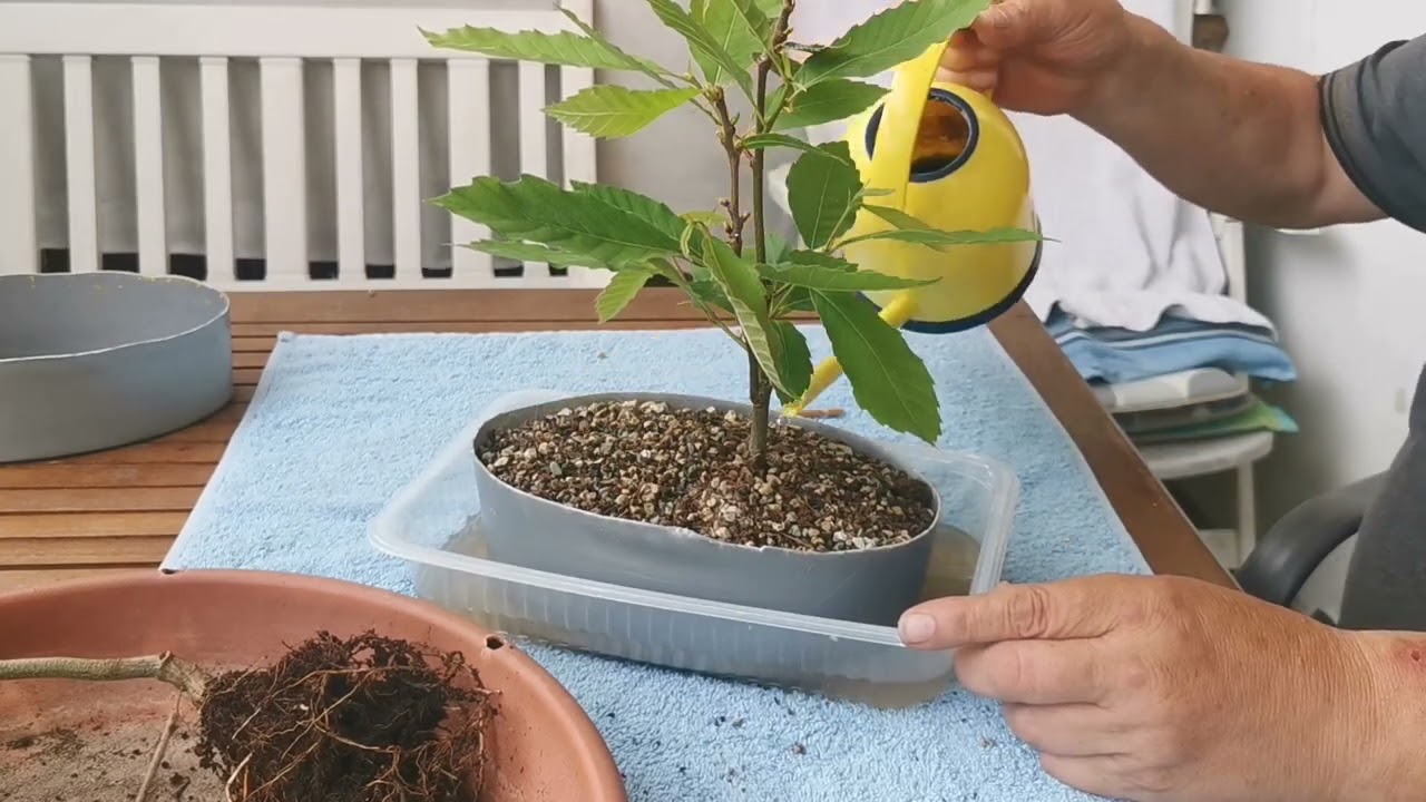 Maronenbaum Castanea Setiva als Bonsai.