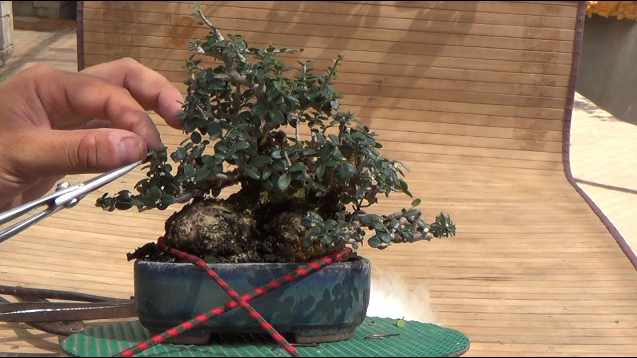 Demostración mini bonsai acebuche