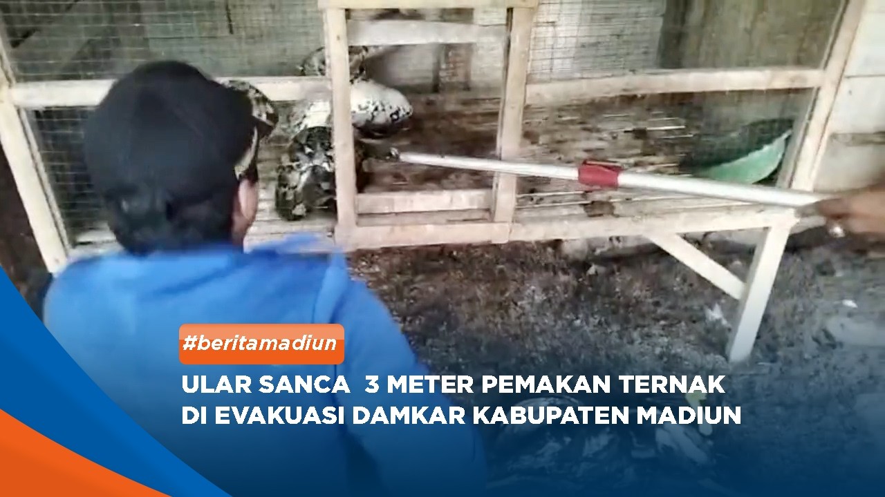MADIUN - Ular Sanca  3 Meter Pemakan Ternak Di Evakuasi Damkar Kabupaten Madiun