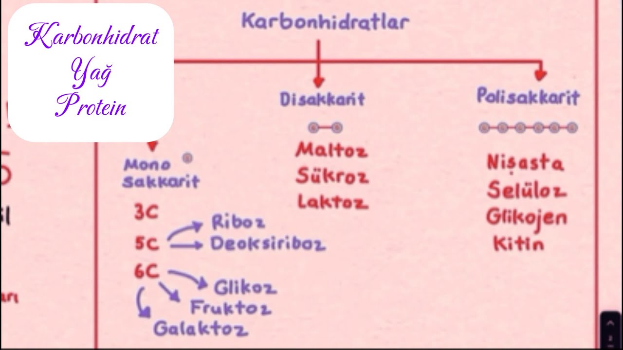 Karbonhidrat,Yağ ve Proteinler özet (Hızlı tekrar)TYT biyoloji