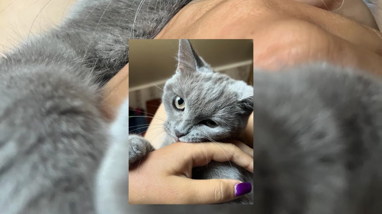 Paper Chase: A Cat’s Tiny Adventure🥰 @Diana19-v7t  #cat #adventure #games #play #catvideos #cats 