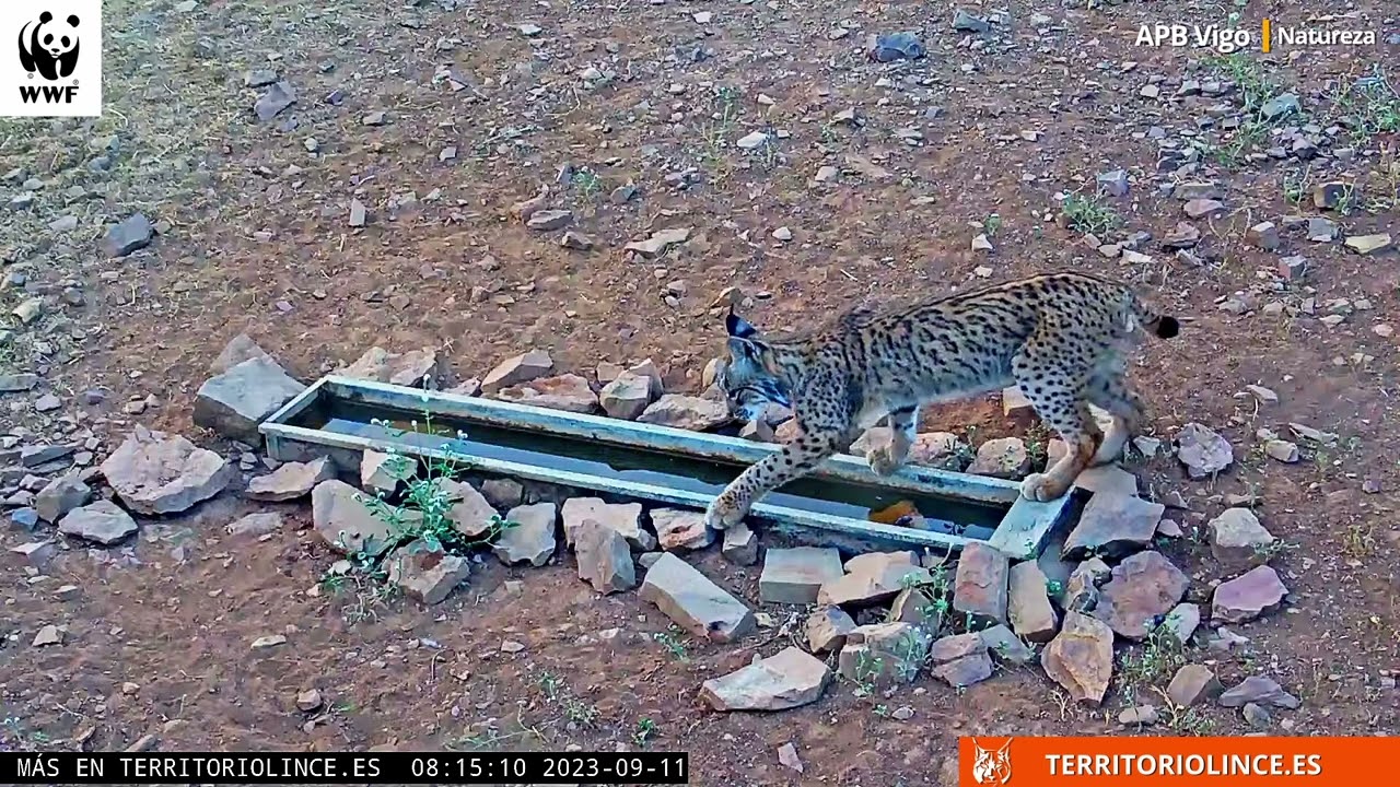 EXTRAORDINARIA actividad LINCERA II. 11/sep/2023. Fauna ibérica. Territorio Lince. 