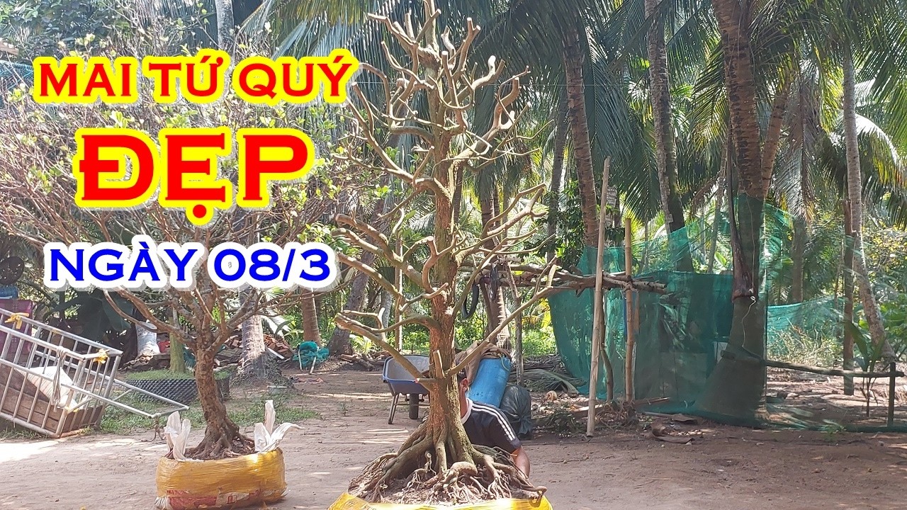 TÍN 📲 O974I245I5 MAI TỨ QUÝ DÁNG ĐẸP GIAO LƯU NGÀY 08/3 