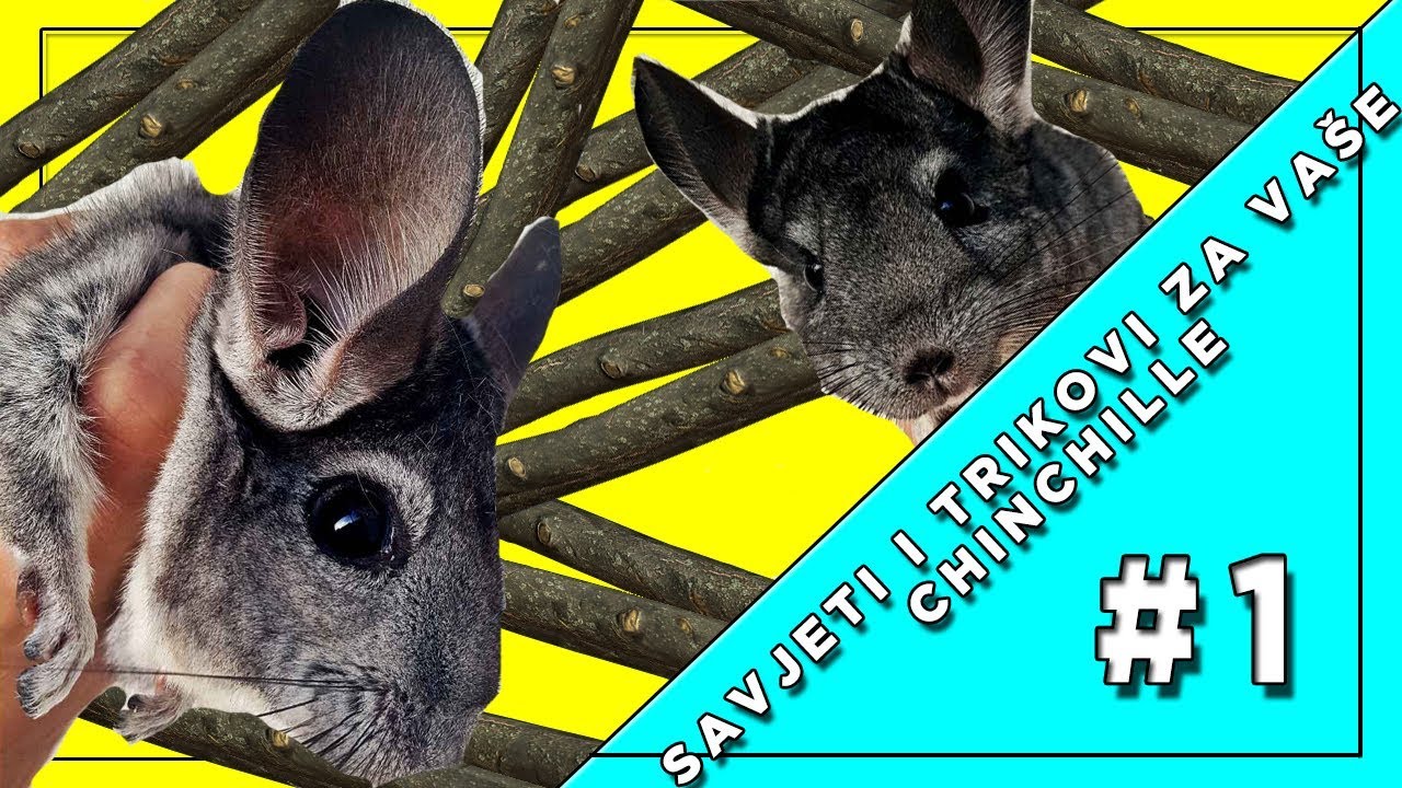 Savjeti i trikovi za va&scaron;e Chinchille #1