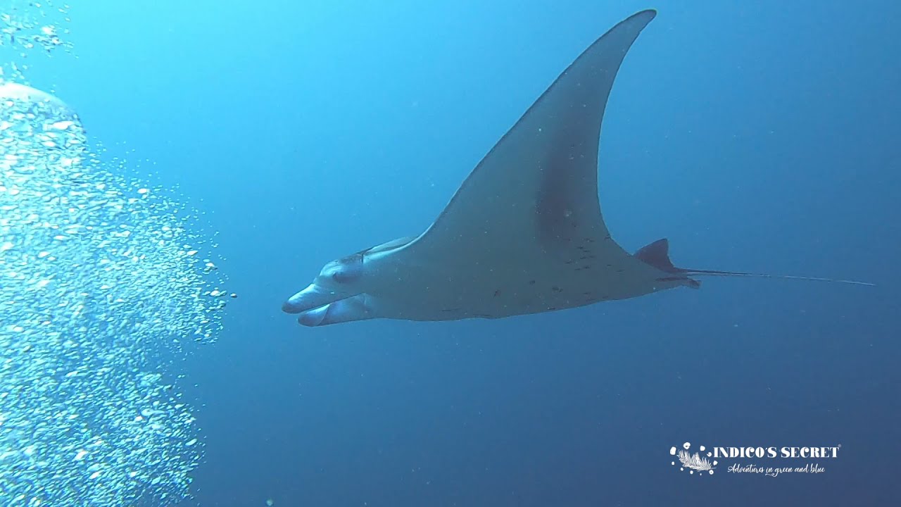 Resumen del mejor buceo en Maldivas Ruta Clásica, 4 atolones centrales