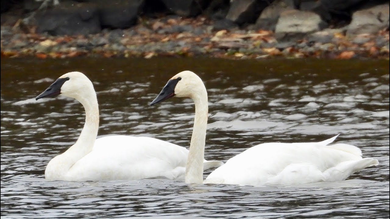 Cygnes Trompette au Québec 🎺😮/ Trumpeter Swan in Quebec 🎺😮