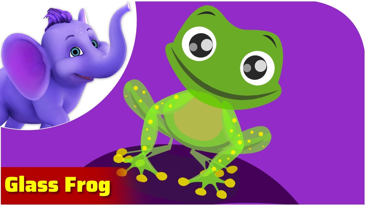 Glass Frog / Weird Animal Songs / Appu Series