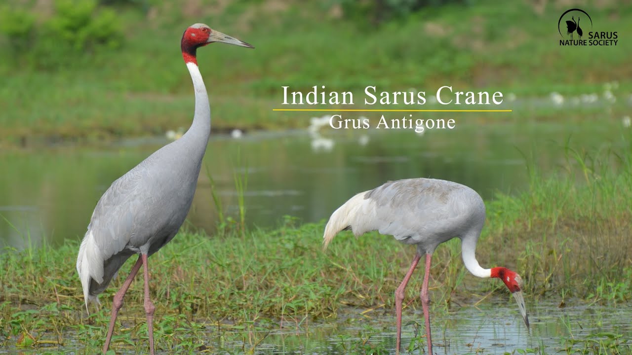 Majestic Bird of Wetlands - Sarus Crane | Documentary | Sarus Nature Society | Pagi Brothers