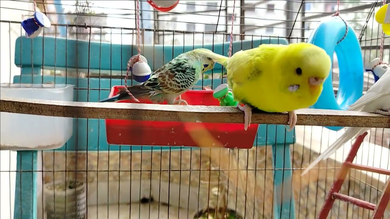 Bird's Home 26