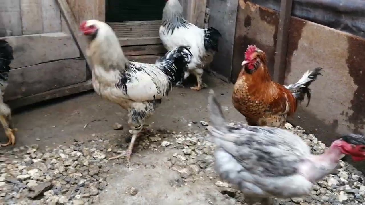 Sivas merkez horozlar 