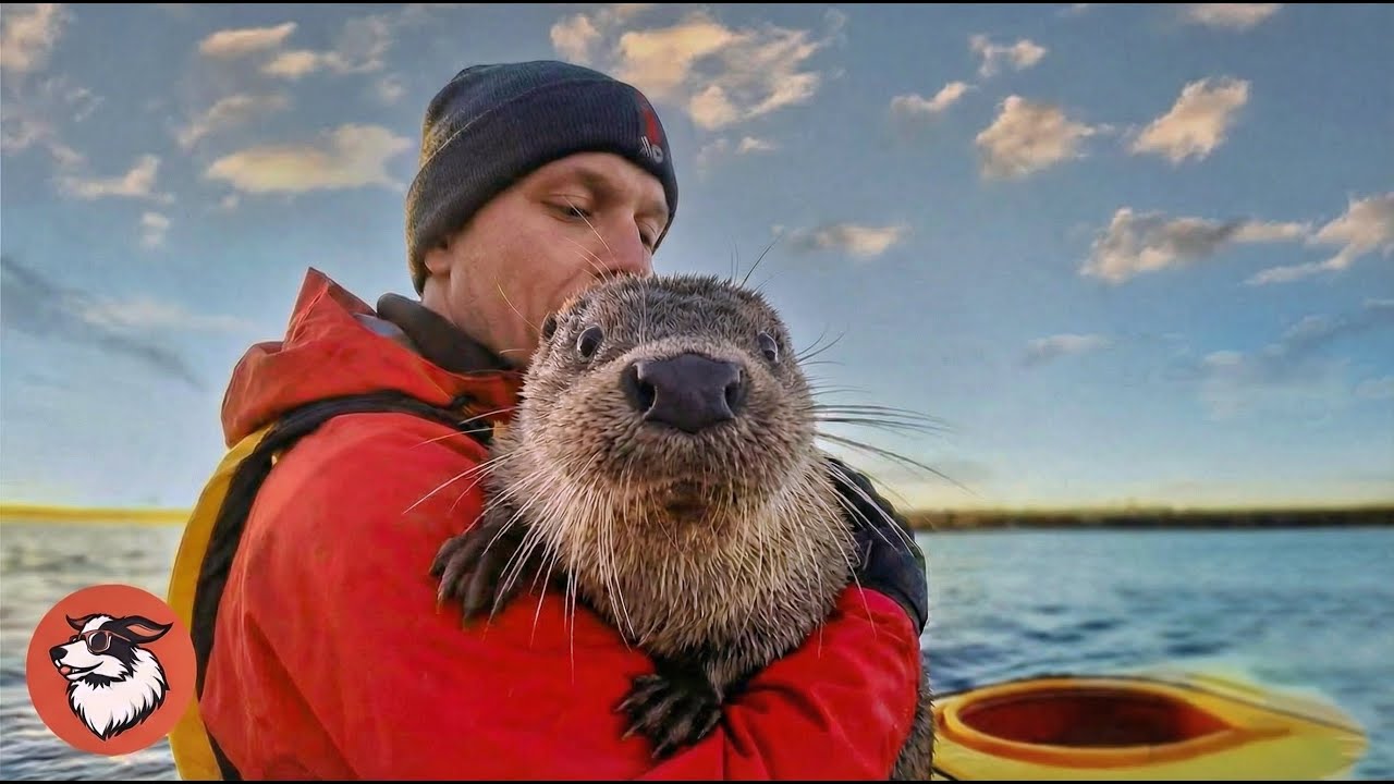 Wild Otter Jumps Into Man’s Kayak Every Day