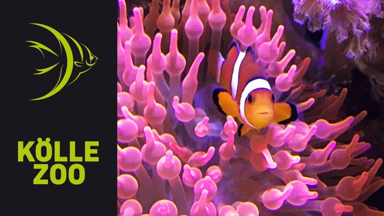 Nachzucht Clownfisch mit Anemone | K&Ouml;LLE ZOO