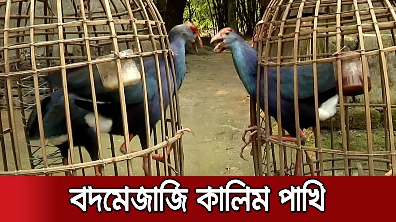 দুঃসাহসী-লড়াকু কালিম পাখি; দেখা মিলবে ময়মনসিংহের তারাকান্দায় | Rare Bird