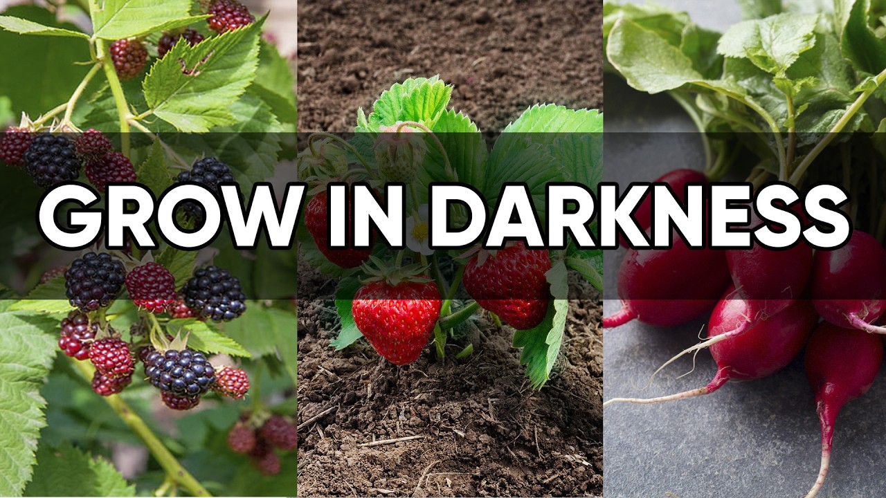 No Sun? No Problem! 10 Fruits & Vegetables That Grow in the Shade 🌿