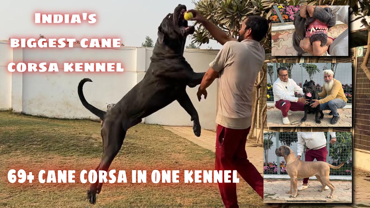 India’s biggest cane Corso kennel🤩69 dogs in one kennel🔥