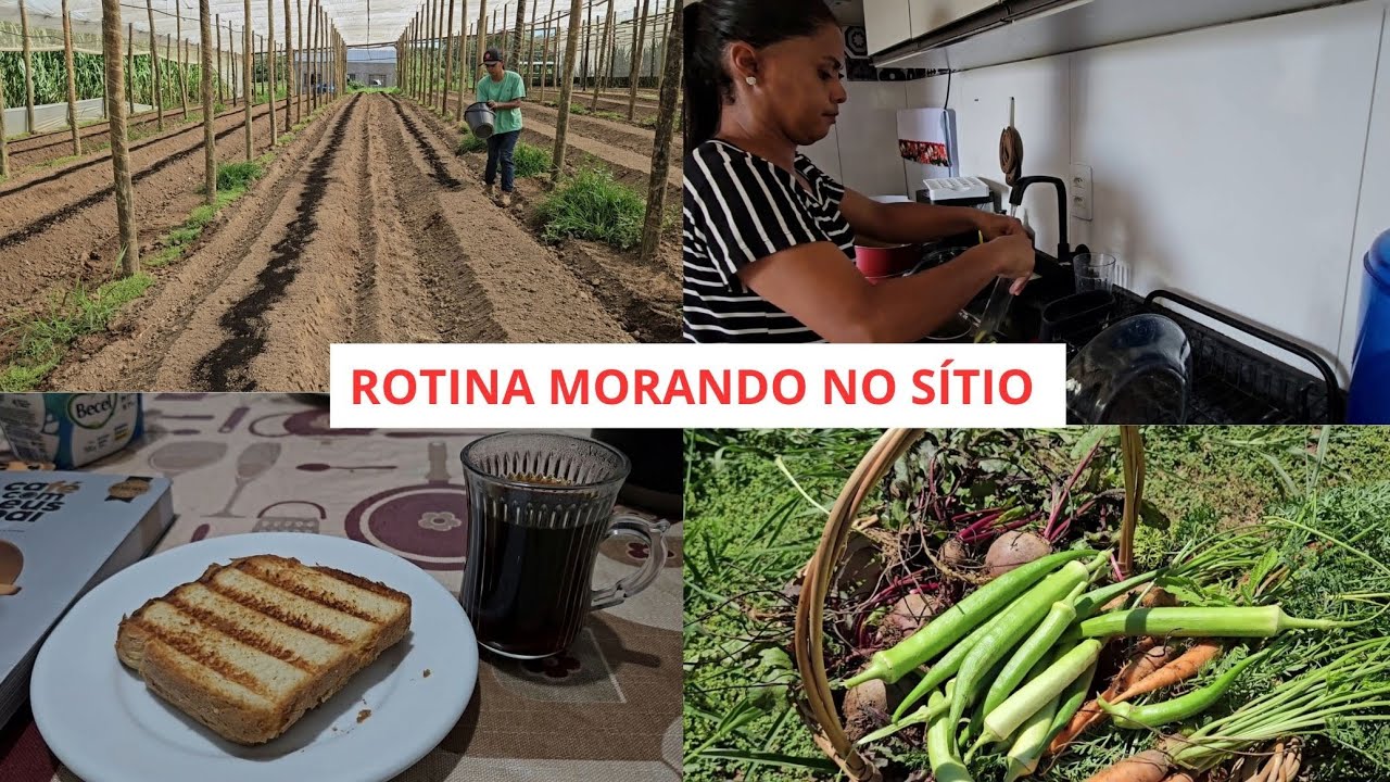 DO NASCER DO SOL AO PÔR DO SOL MINHA ROTINA PRODUTIVA NO SÍTIO ADUBAÇÃO E COLHEITA 