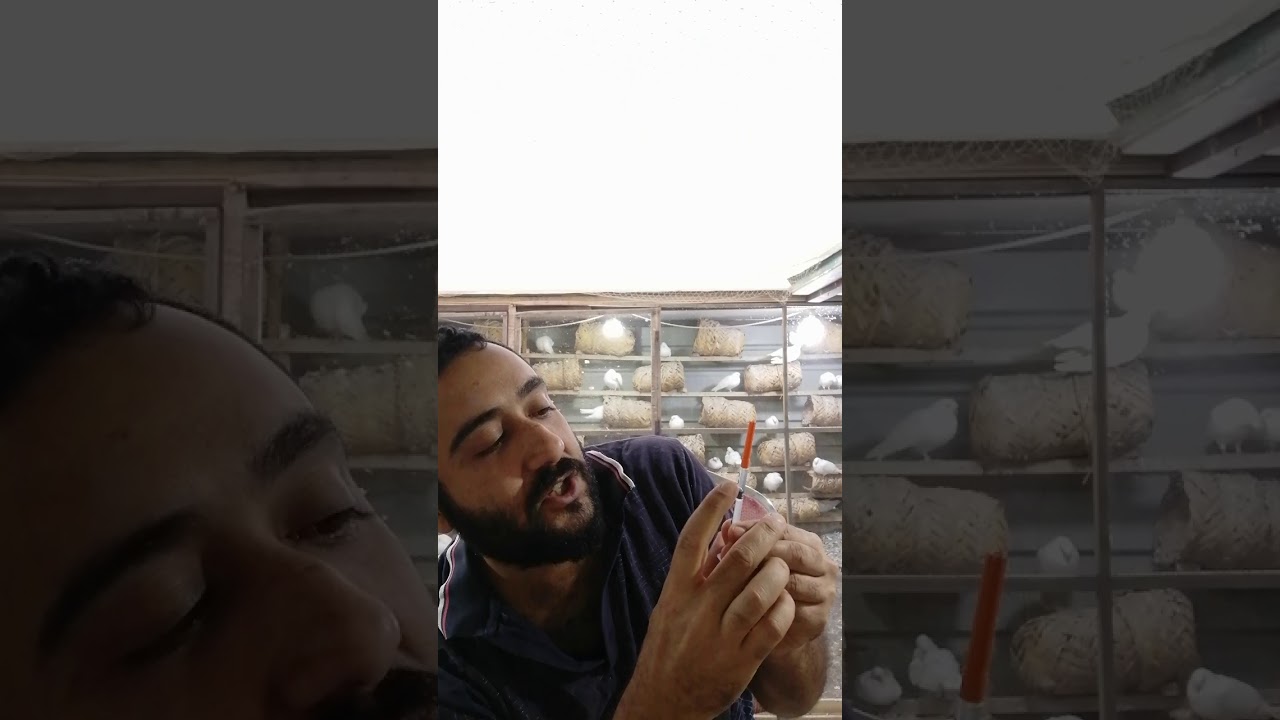 علاج الإسهال الأخضر أبره حقن وبنفس الوقت تشتغل سلامونيلا مفصليه وتشتغل للطير العنده هزه برأسه